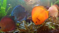 Stolen tropical fish returned to Ottawa Valley restaurant