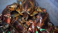 Organized crime linked to illegal lobster fishing 'terrorizing the community,' N.S. minister claims