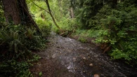 Mass fish kill on Burnaby-Coquitlam border under investigation