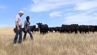 Severe Saskatchewan drought threatens crops, livestock