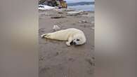 More seal pups on Quebec beaches fuelling surge in illegal interactions