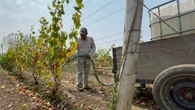 Winemaker hand-watering vines as Prince Edward County bakes