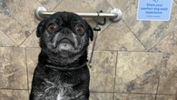 Regina woman wins custody of Charlie the pug because former partner refused to vaccinate him
