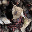 More people are noticing these bugs in Montreal. What exactly are they?