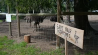 No decision on B.C. ostrich case until at least Oct. 30, as cull opponent is arrested