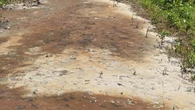 Hiker discovers 'extremely foul' septic sludge, needles dumped on Crown land in West Hants
