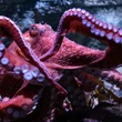 Beloved California octopus showered with love and farewells as she spends final days caring for eggs