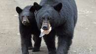 2 black bears killed after trying to access food at B.C. music festival