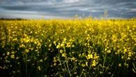 Sask. premier meeting with feds about how to deal with Chinese canola tariffs