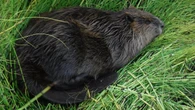 ‘They’re everywhere’: Growing population of beavers affecting traditional lands in Arctic