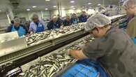 Layoffs at Connors Bros. seafood plant 'punch in the gut' for community