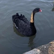 This 'naughty' black swan has been evicted from Shakespeare's hometown
