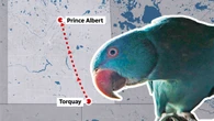 Escaped parrot that left family aflutter found 500 km from south Sask. home