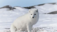 Arviat residents urged to lookout for foxes after possible rabies exposure
