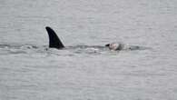 Famous mother orca still carrying body of 2nd dead calf