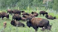 Participant in illegal bison hunt in western Manitoba says she regrets falling for scam