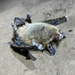 Inside Alberta caves, biologists are fighting a fungus that is threatening bat colonies