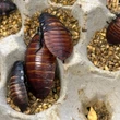 Over 100,000 illegal cockroaches confiscated in Australia bug bust