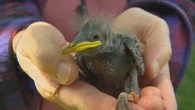 Why there are dozens of bird houses around the SMU campus