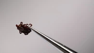 Creeping north: Why ticks and Lyme disease are on the rise in N.B.