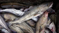 Scientists question Ottawa's decision to more than double cod catch in N.L.
