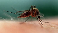 Mosquito traps set and study launched in B.C.'s Sea-to-Sky region after illnesses reported