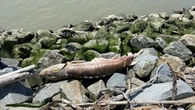 First Nation in B.C. investigates sturgeon deaths, plans to track drifting carcasses