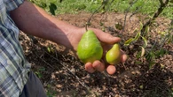 How Nova Scotia fruit growers are grappling with lingering drought conditions