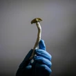 Federal court rules Health Canada decision to block experiential psilocybin training was unreasonable