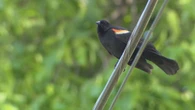'Pretty evil birds' are dive-bombing pedestrians in Etobicoke, residents say