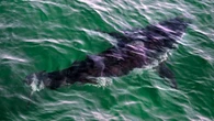50 years after Jaws, will B.C. ever see more great white sharks?