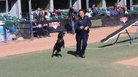Ex-CBSA dog handler who contested maternity leave policy faced 'mobbing' of harassment: report