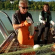 Sockeye salmon return to Fraser River in numbers not seen in decades