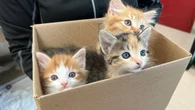 More pets, fewer vets: N.B. struggles to keep up with animal care demand