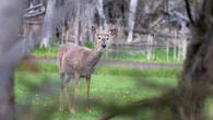 Lakehead University professor says wildfire adaptability varies among species
