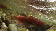 Vancouver Island's low snowpack likely to affect salmon populations: researchers