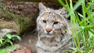 Bobcat missing from North Grenville zoo found safe