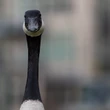 Boy, 17, charged with animal cruelty after Canada geese driven over and killed in Winnipeg