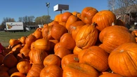 Northern Ontario pumpkin farms had 'excellent' season despite province-wide drought