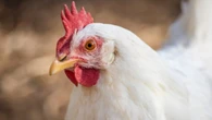Avian influenza detected in P.E.I. domestic flock for 1st time
