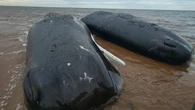 2 sperm whales stranded off P.E.I. have died, 3rd in poor condition, says response group