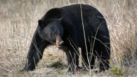 Conservationists hope black bear's death in B.C. park 'not in vain,' call for change