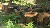 Vancouver Park Board staff seeks approval to advance Stanley Park tree removal