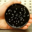 Legionnaires' disease was discovered 50 years ago. Here's what experts say we've learned since then