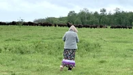 1st bison calves born at Batoche in nearly 150 years get Michif names