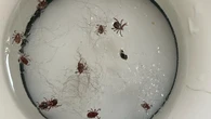 Skin crawling surprise: Alberta woman says camping trip was ruined by dozens of ticks