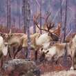 Experts say Quebec wind turbine project threatens caribou habitat