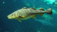 Ottawa more than doubles northern cod quota