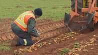 Cavendish research centre searches for potatoes that can cope with P.E.I. climate challenges