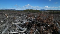 Federal, Yukon gov'ts announce $17M to help reduce wildfire risk